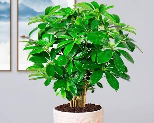 哪种花象征财富和好运？发财花语有哪些？