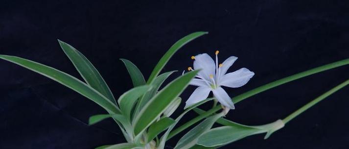 哪种花象征财富和好运？发财花语有哪些？