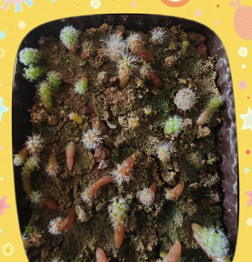 种植仙人球后能收获什么？