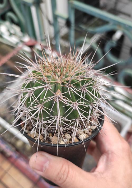 种植仙人球后能收获什么？