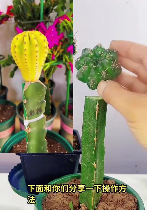 种植仙人球后能收获什么？