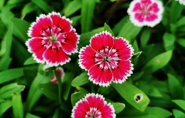 石竹香的花语是什么花呢？寓意理想的爱情的花语又是什么？