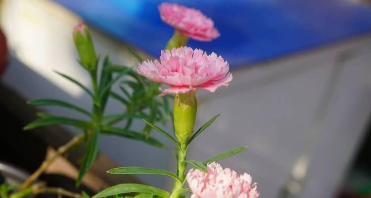 石竹香的花语是什么花呢？寓意理想的爱情的花语又是什么？