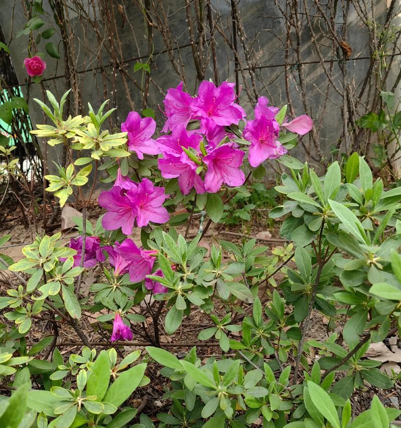杜鹃花的花语包含哪些内容？