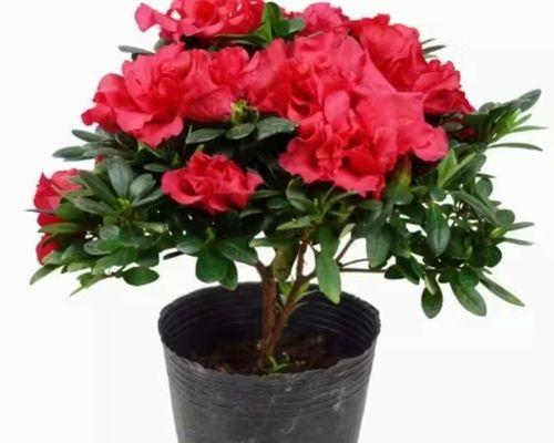 杜鹃花的花语包含哪些内容？