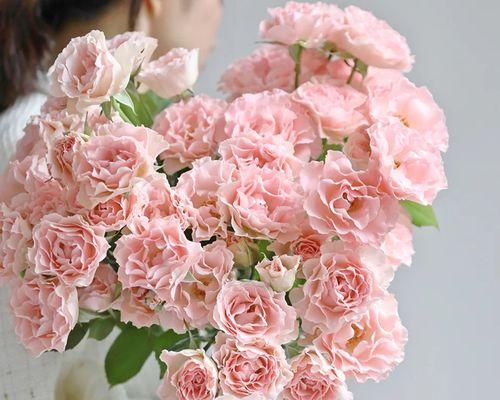 粉色玫瑰花的养护技巧是什么？如何正确养护粉色玫瑰花？