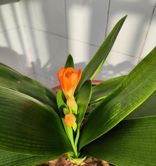 君子兰青苔盆景的日常管理有哪些要点？如何处理常见的养护问题？