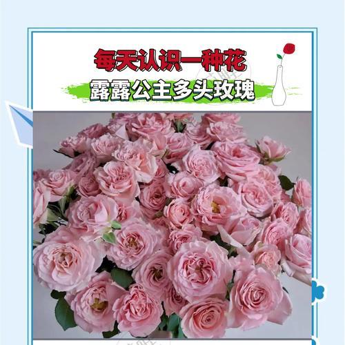花语族公主象征哪种花？