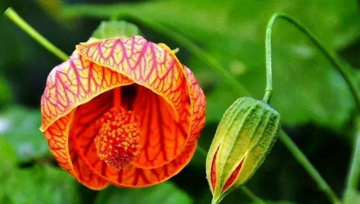 灵鹫花的花语含义是什么？灵鹫花代表了哪些寓意？
