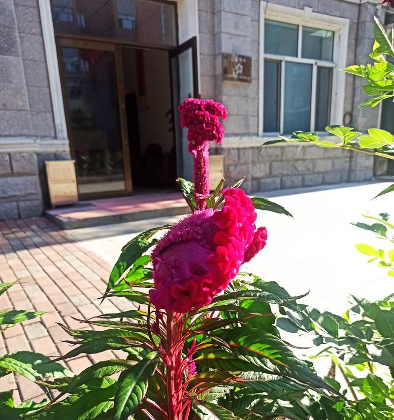 小红花的花语有哪些含义？