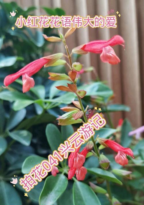 小红花的花语有哪些含义？