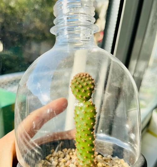 红毛仙人掌的修剪枝条方法是什么？有哪些注意事项？