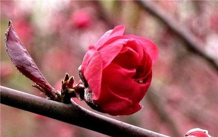 桃花的花语代表了什么情感？