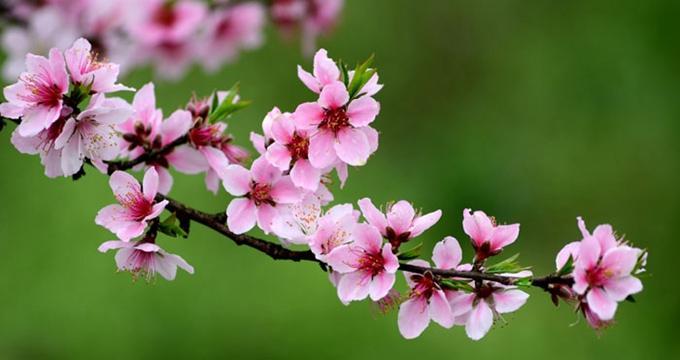 桃花的花语代表了什么情感？