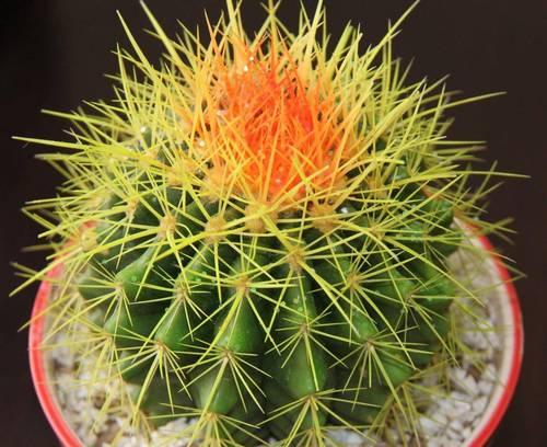 如何搭配花盆使仙人球种植更美观？