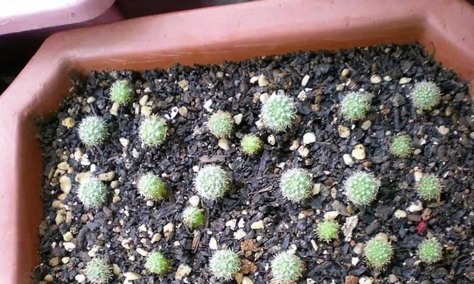 如何搭配花盆使仙人球种植更美观？