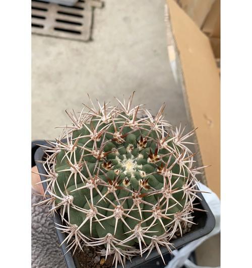 三色仙人球花苞特征是什么？如何促进开花？