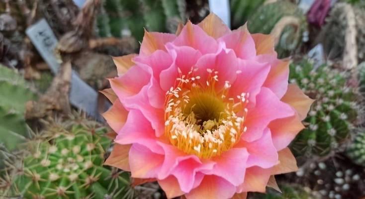 三色仙人球花苞特征是什么？如何促进开花？