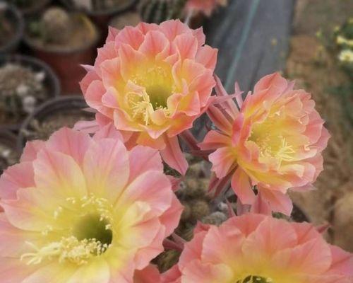 三色仙人球花苞特征是什么？如何促进开花？