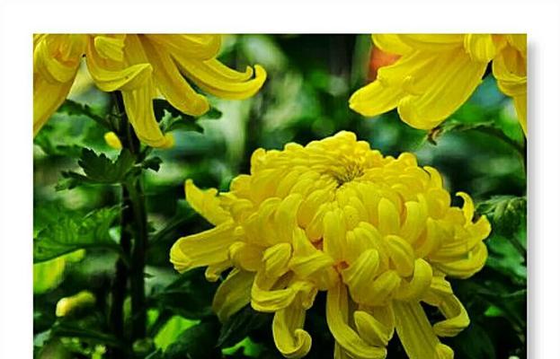 皇菊的花语有哪些含义？
