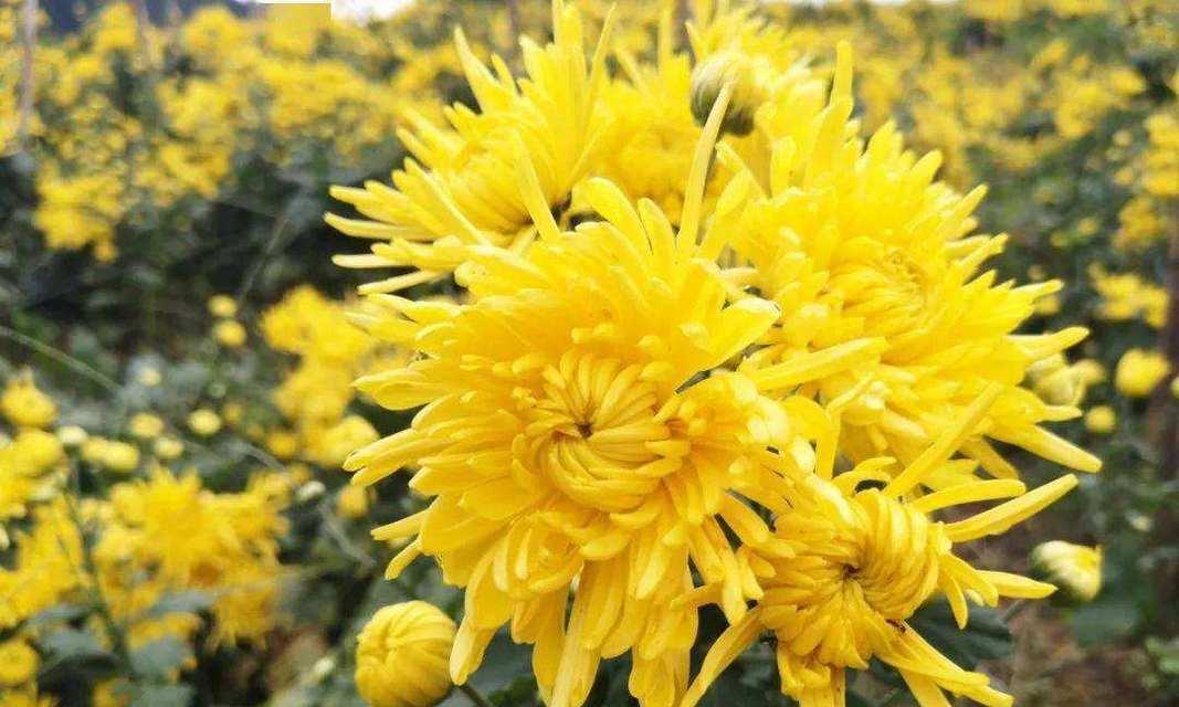 皇菊的花语有哪些含义？