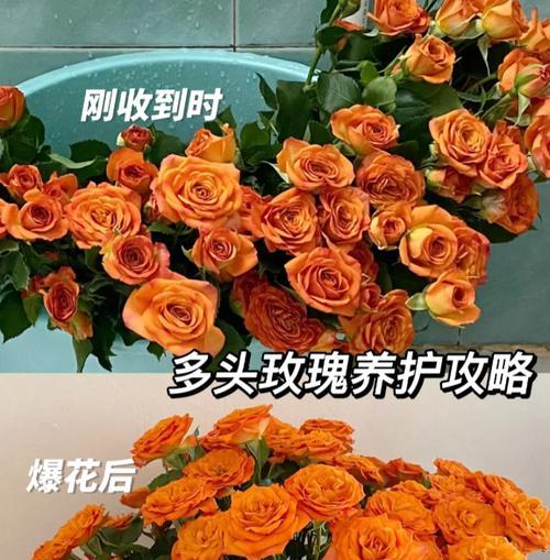 剪枝后的玫瑰花如何养护？