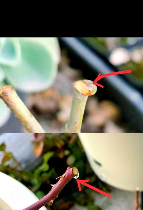 剪枝后的玫瑰花如何养护？