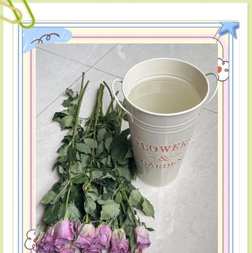 哪些玫瑰花品种最不耐养？如何正确养护？