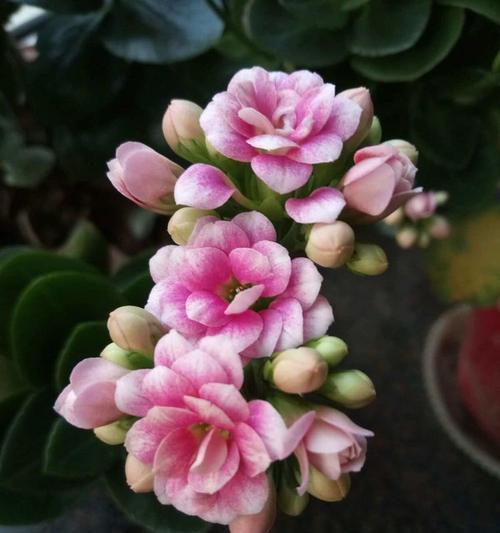 笑看四季的花语是什么？它传达了怎样的情感？