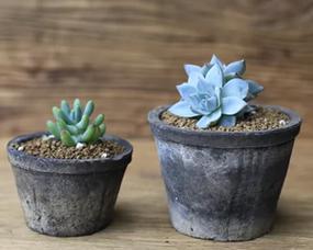 陶盆适合种植仙人球吗？如何正确种植？