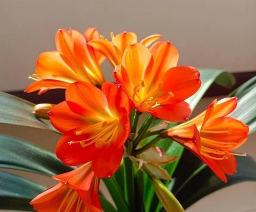 君子兰出现绿花苞时应如何应对？怎样促进花苞正常开花？