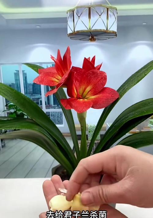 碗型花盆中君子兰的养护技巧是什么？