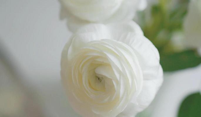 牡丹花插花搭配技巧有哪些？如何选择合适的花卉？