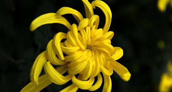 小人物的花语代表了什么？它象征着什么？