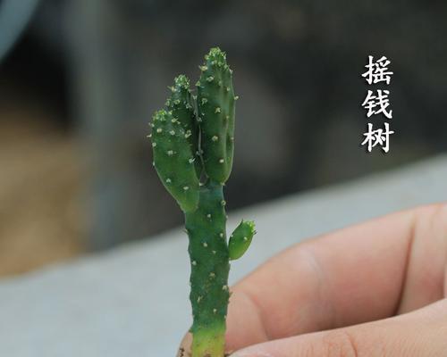 怎么种植物仙人掌迷你世界？迷你世界中仙人掌的种植技巧是什么？