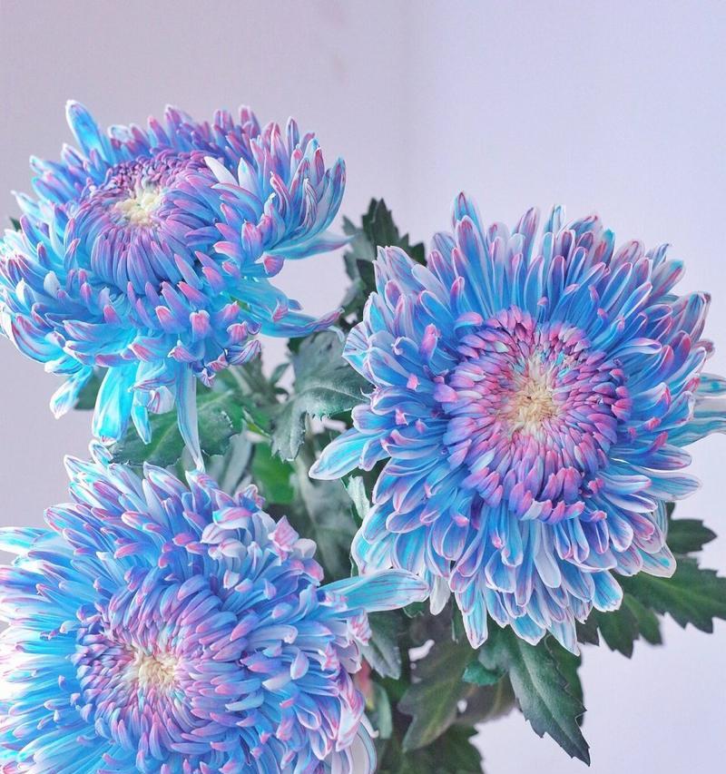 氧化菊牡丹花的养护和浇水技巧有哪些？
