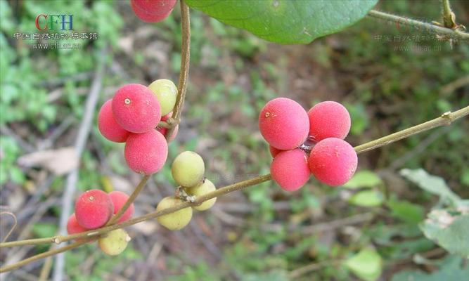 花藤的花语有何特别之处？花藤代表什么？