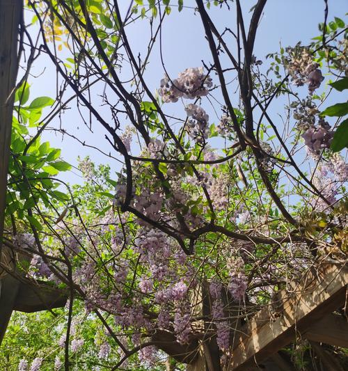花藤的花语有何特别之处？花藤代表什么？