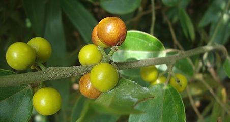 花藤的花语有何特别之处？花藤代表什么？