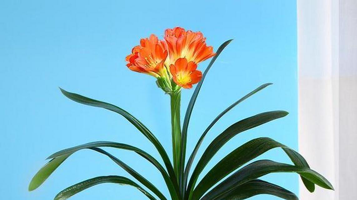君子兰双瓣花的养护和管理方法是什么？如何保持其美观？