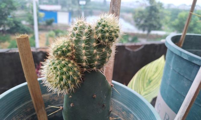 普通仙人球可以嫁接哪些品种？嫁接的步骤和注意事项是什么？