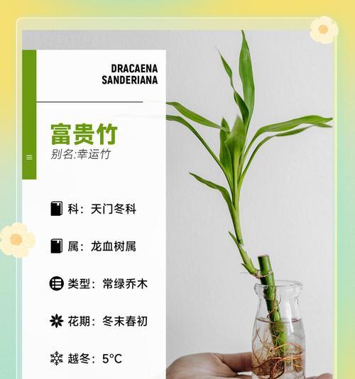 富贵竹的花语代表什么？送富贵竹有何吉祥寓意？