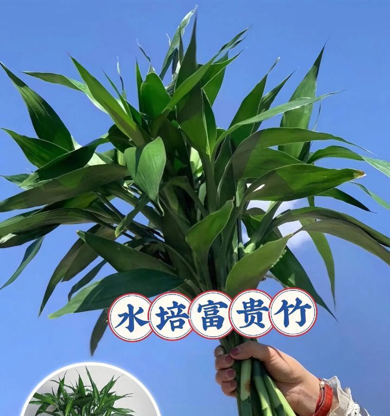 富贵竹的花语代表什么？送富贵竹有何吉祥寓意？