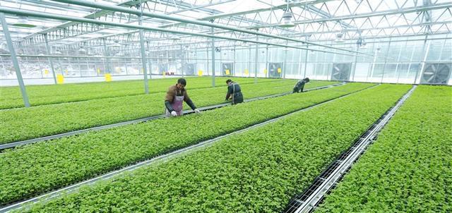 仙人球柴草种子种植方法？种子种植后如何管理？