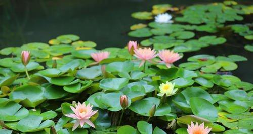 婉棠是什么寓意和花语？婉棠花语的含义是什么？