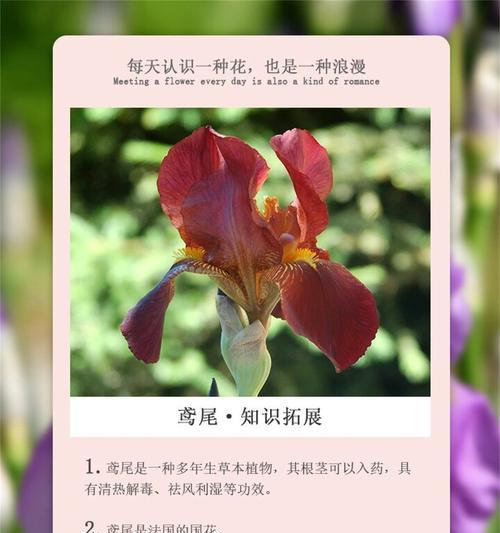 默默爱的花语代表了哪种情感？