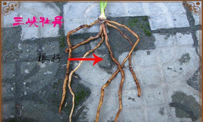 牡丹花三片叶子养护方法是什么？生长环境有何要求？