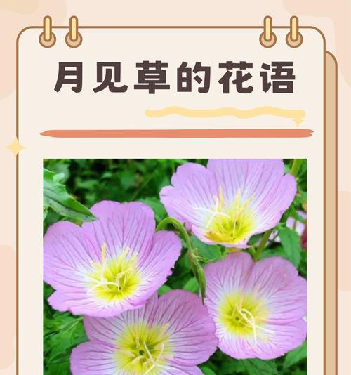 默默爱的花语代表了哪种情感？