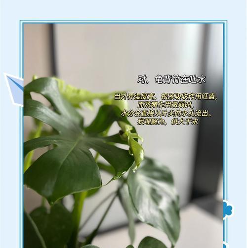 仙人球毛花柱时光的浇水技巧有哪些？如何判断浇水时机？