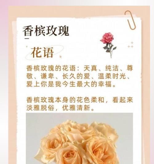 糖花束的花语象征有何意义？